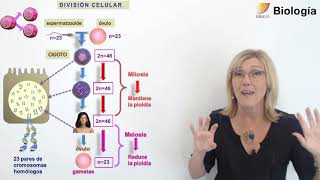 53.Biología.División celular: Mitosis y Meiosis