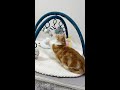 赤ちゃんのおもちゃで遊ぶ猫 #Shorts