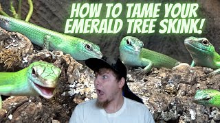How To Tame Emerald Tree Skinks!