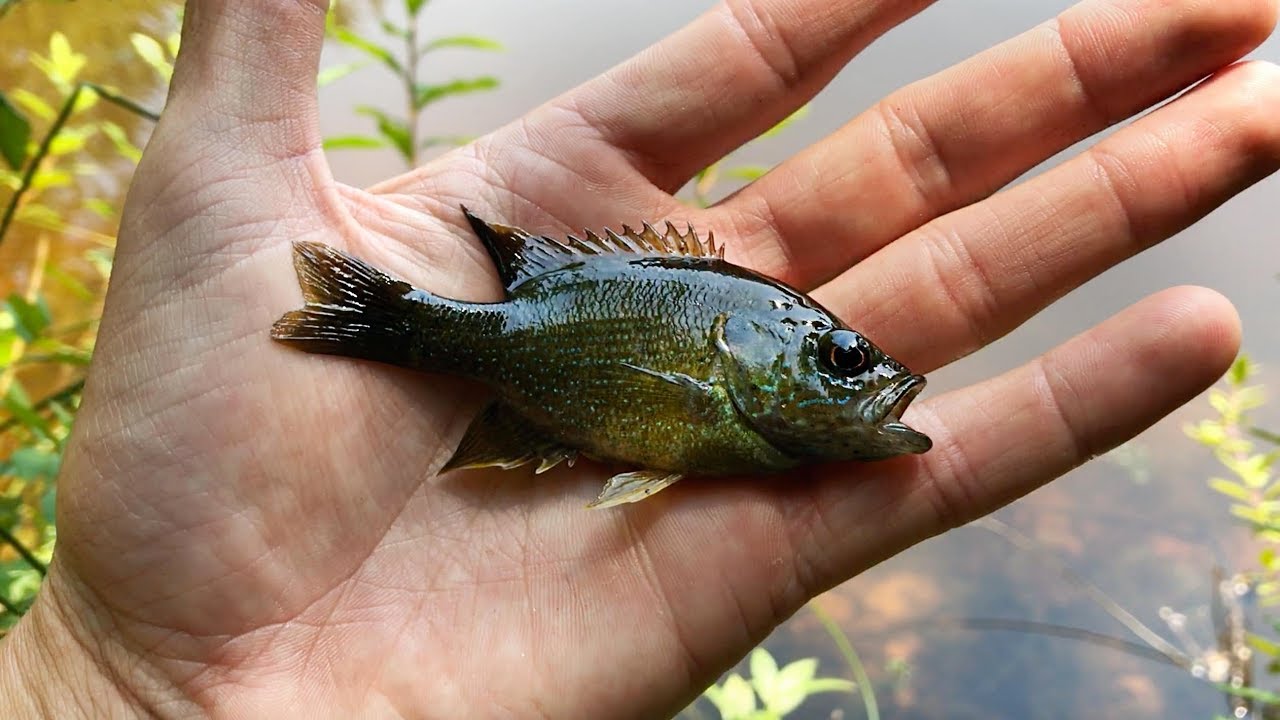 Micro Fishing Challenge - SMALLEST Bluegill Ever Caught? 