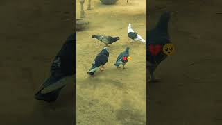 For You Paj Viral Video