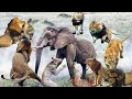 Amazing: Animals Mother Elephant Try Attack 100 Lion For Save Baby Elephant