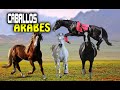 CABALLO ÁRABE – RAZAS DE CABALLOS ARABES – el caballo arabe mas hermoso