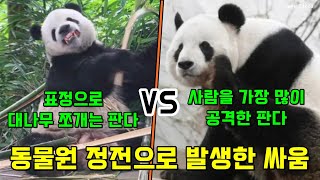 동물원 정전으로 발생한 판다 싸움⚡대나무 부러뜨리는 판다 멍얼🆚사람을 가장 많이 공격한 판다