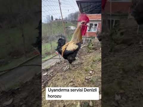 Çelpez tv. Uyandırma Servisi Denizli Horozu
