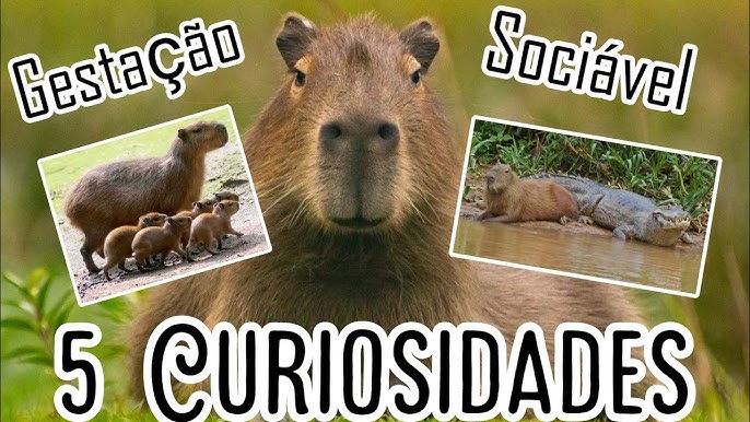 Capivara é vista em rua do Pulicano em Franca; animal teria voltado para  mata sozinho