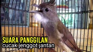 suara panggilan cucak jenggot jantan AMPUH untuk pancingan