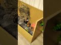 Морские свинки. Первый попкорнинг.