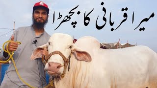 FINALLY! Mera Qurbani Bull ANMOL for Bakra Eid 2021 Sohrab Goth Cow Mandi 2021 Cattle Market Karachi