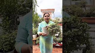 Lucky Jade Plant Plant Plant Bonsai Form Bonsai