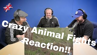 14 CRAZIEST Animal Fights Caught On Camera REACTION!! | OFFICE BLOKES REACT!!