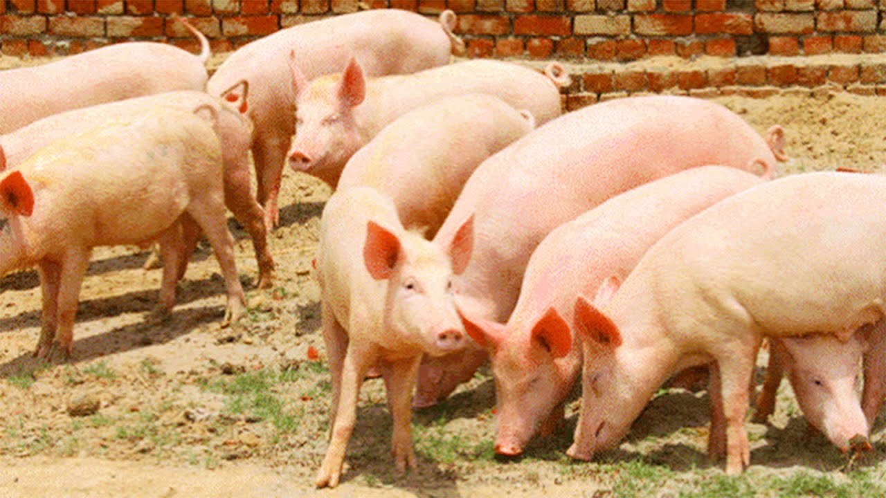 Pig Farming| Pig Farming Success Story| Pig Farming Start-Up