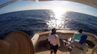 Chub Cay Jolley Roger Blue Marlin