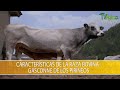 Caracteristicas de la Raza Bovina Gasconne de los Pirineos- TvAgro por Juan Gonzalo Angel Restrepo