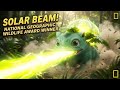 Real Life Pokémon NatGeo Bulbasaur S Solar Beam Photosynthesis Unleashed Real Life Pokémon NatGeo Bulbasaur S Solar Beam Photosynthesis Unleashed