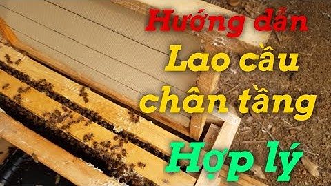 Lao cầu chân tầng khi nào thì hợp lý để giúp đàn ong phát triển .