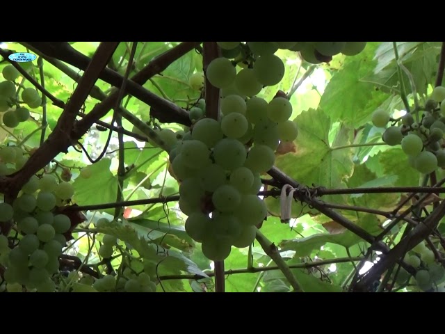 Сорта винограда для беседки с описаниями и фото: лучшие сорта для разного климата