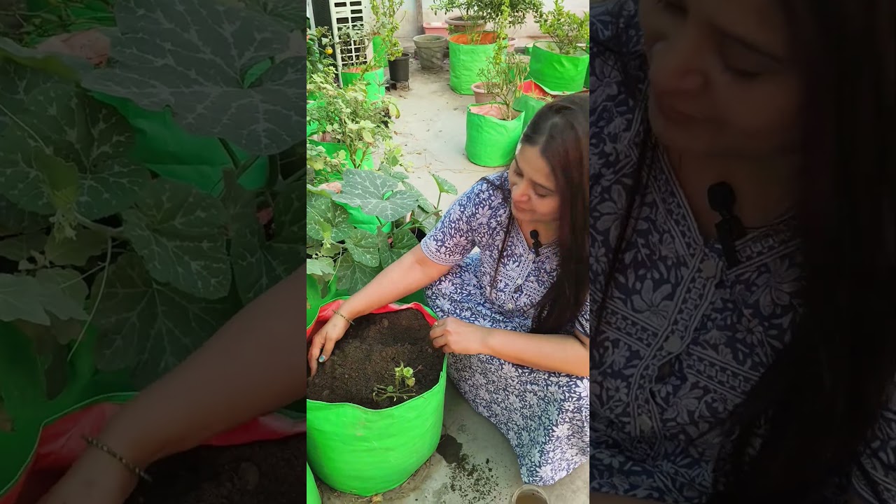 garden work 😊#terracegardenindia #garden #gardenplants #viral #gardening #plants
