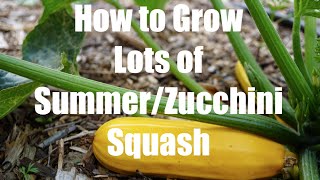 How To Grow LOTS of Summer/Zucchini Squash  - in 4K