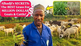 Alhadji's #1 Secret: Stop Feeding Your Goats & Cattle This! 🚫 ​#GoatFarming #CattleFarming  #Farming
