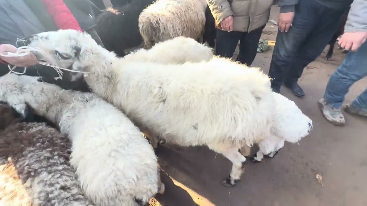 кучкорни зуарларш1 марта 2026 г.