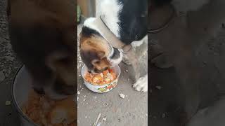 Pars Kuru Fasulye Ziyafeti Öpekseverler Öpek