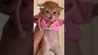 Do Cats Cry? Here’s What Their Tears Really Mean 😿 Do Cats Cry? Here’s What Their Tears Really Mean 😿