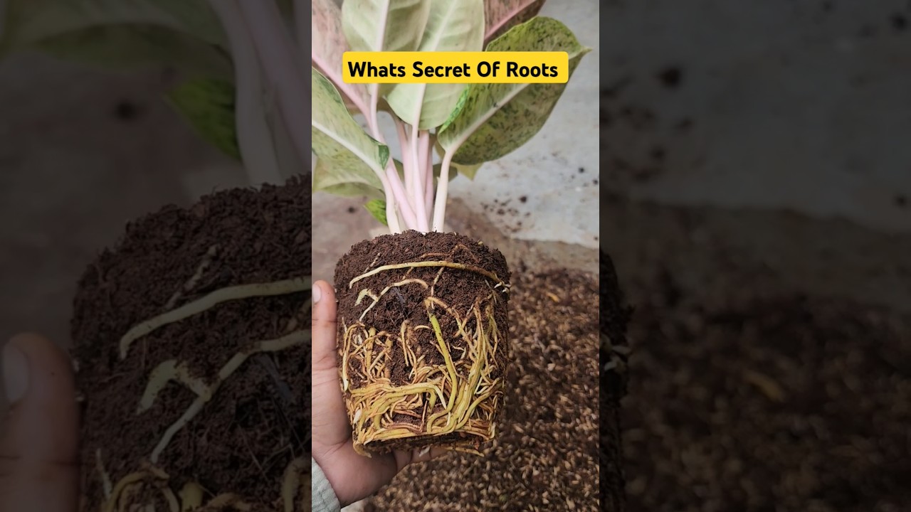 Amazing Aglaonema Roots How Possible 👍Aglaonema Repoting👍