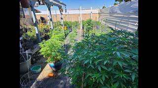 My Ganja Garden Is Exploding in Growth, Outrageous Exotic Strains & Def Be Potent AF