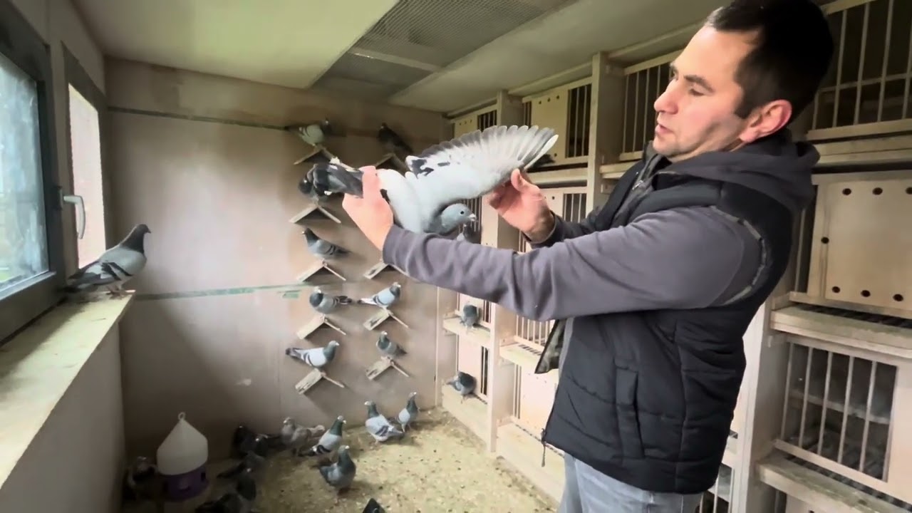 Gołębie z Linii Hurrican 51 🕊️ - Bracia Makoś Czołowe wyniki w Polsce 💪🏼🕊️