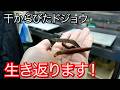 干からびて星になったドジョウを水に漬けると衝撃の結果に!!!!