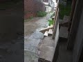 کاغذ کی کشتی بارش کا پانی Jagtising کاغذ کی کشتی بارش کا پانی Jagtising