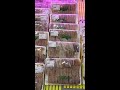Fermented Sting Ray Sashimi Hongeo Hoe 삭힌 홍어회 