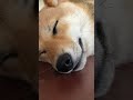 散歩に反応する犬(笑)
