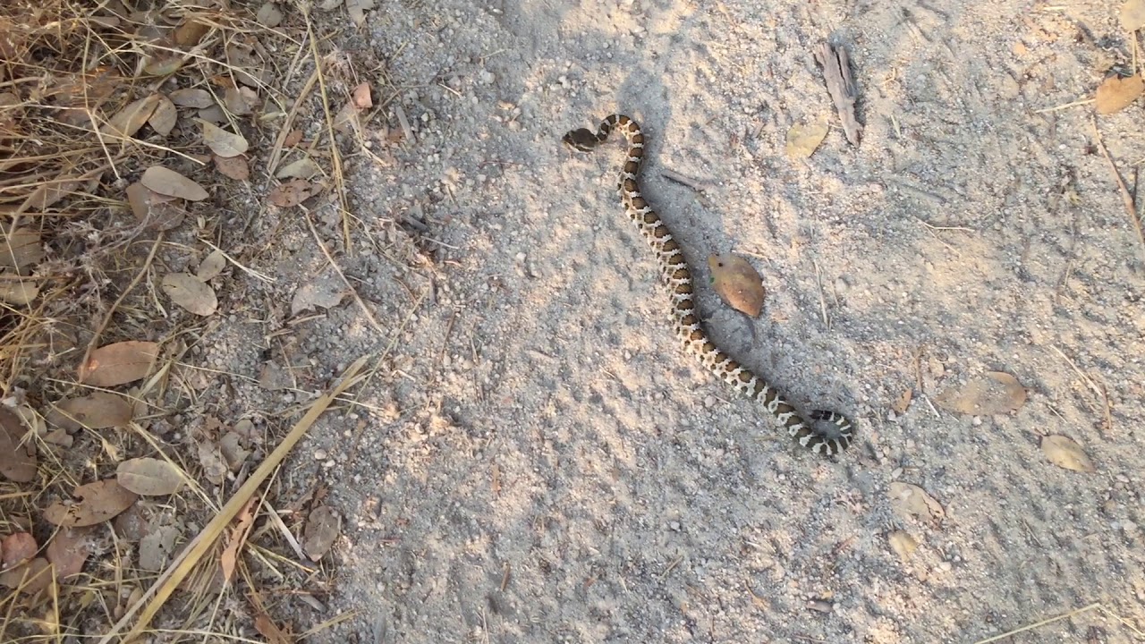 Rattlesnake Folsom Lake Trail Granite Bay YouTube