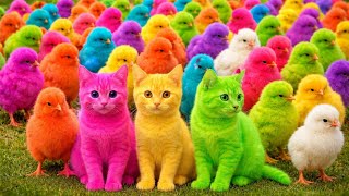 Tangkap Ayam Lucu, ayam warna warni, ayam rainbow, kelinci lucu, bebek lucu, ikan koi, Hewan Lucu