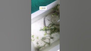 cách cá sấu hỏa tiễn săn mồi