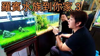 [羅賓水族到你家 3 ] 改造三重文揚的水草缸  水陸造景缸 上集