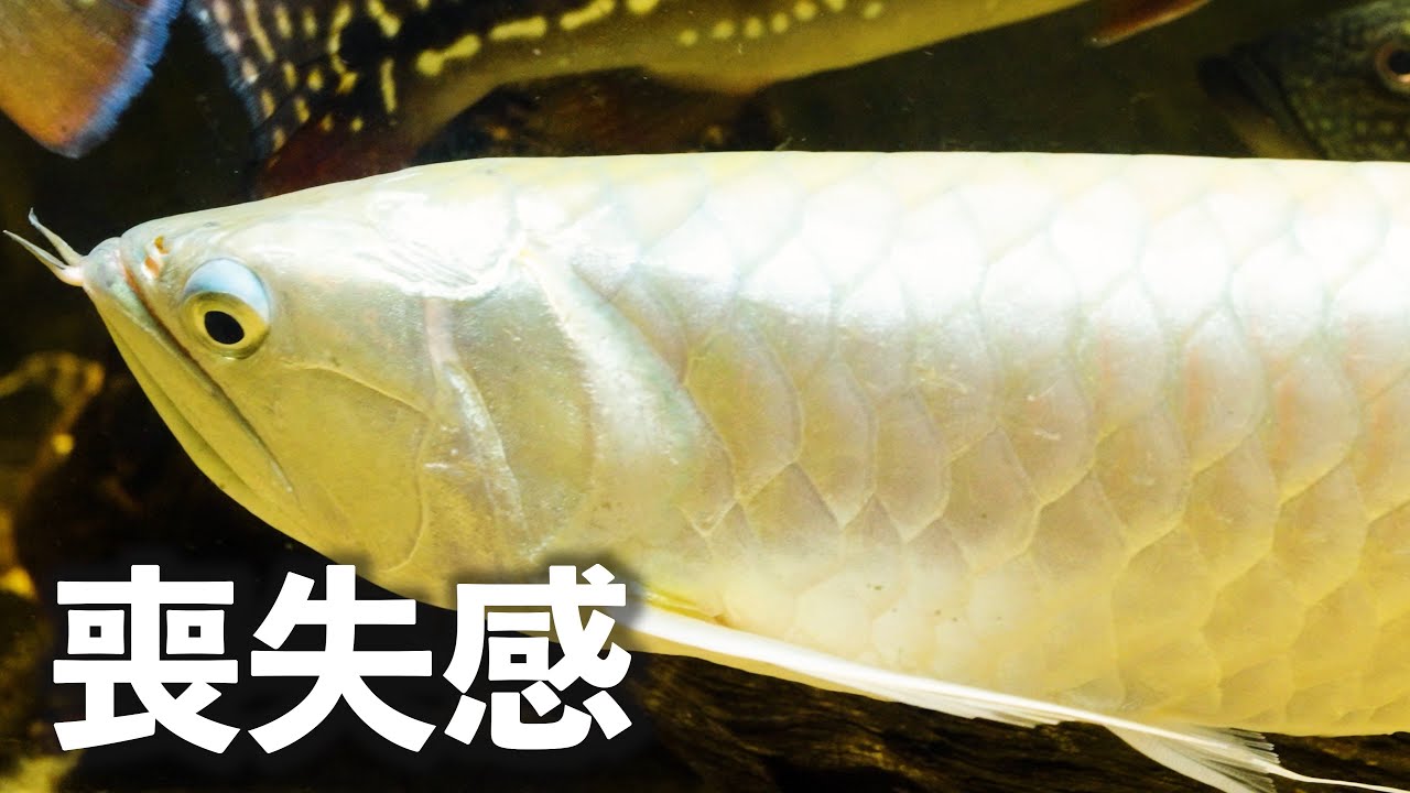 喪失感「シルバーアロワナが星になった話」