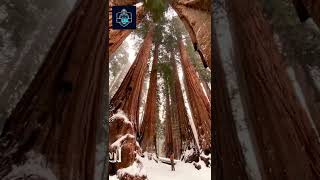 Oh wow that snow fall  amazing #short #viral #snow #snowfall #nature #winter #trending #travel #see