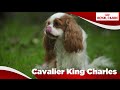 Cavalier King Charles の動画、YouTube動画。