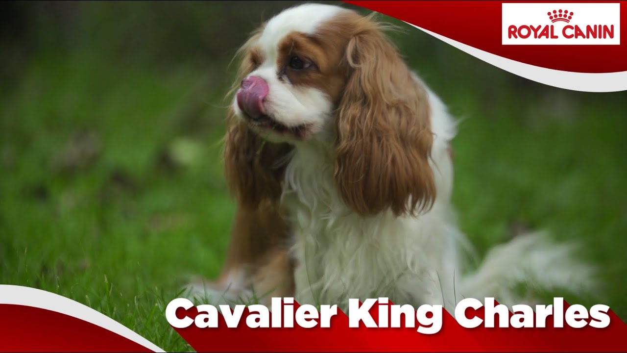 Cavalier King Charles Youtube