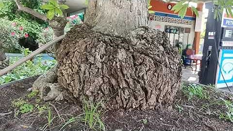 Cây lộc vừng - Độc thụ - U bướu kì lạ -