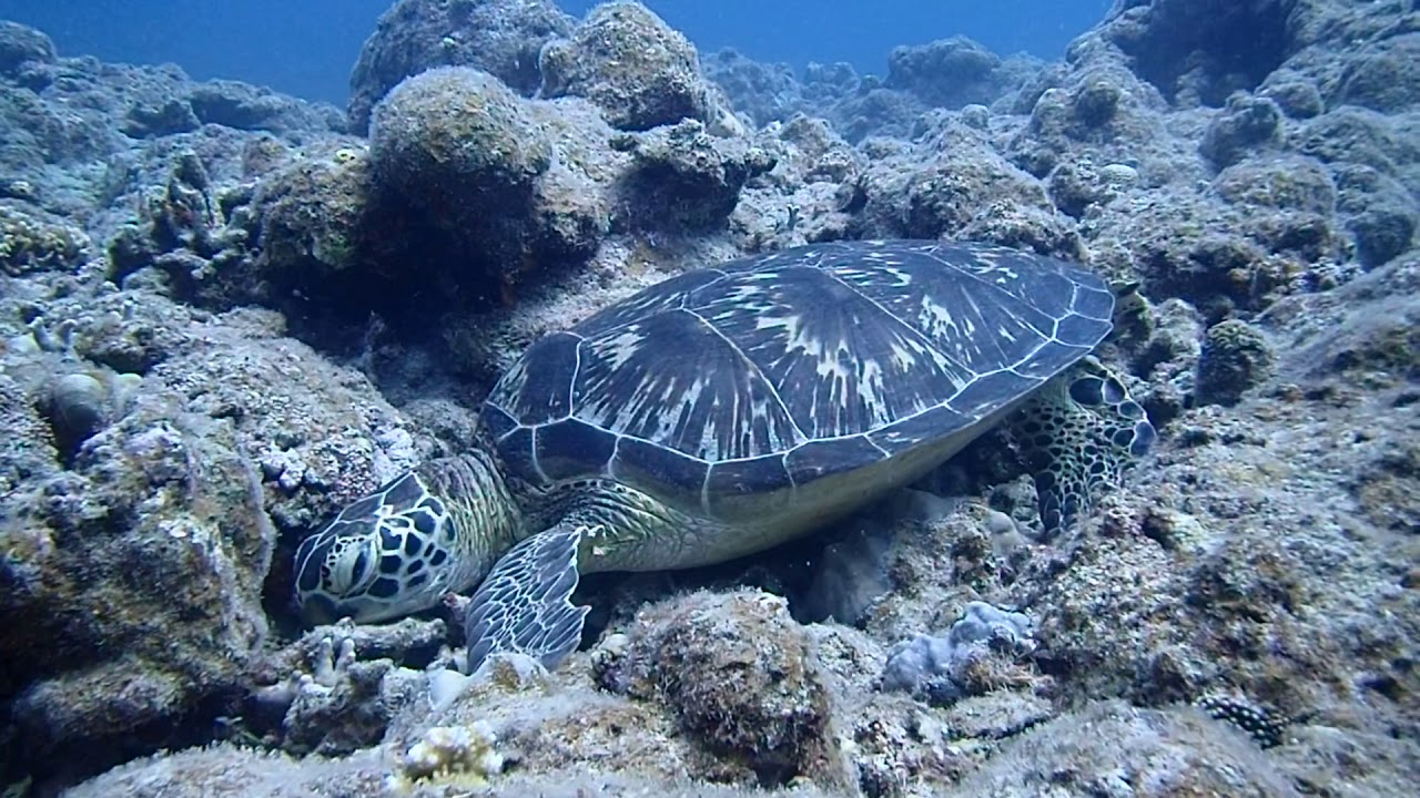 お眠なアオウミガメ 2019.9.2 石垣島ダイブハウスクローバー video phone lyrics