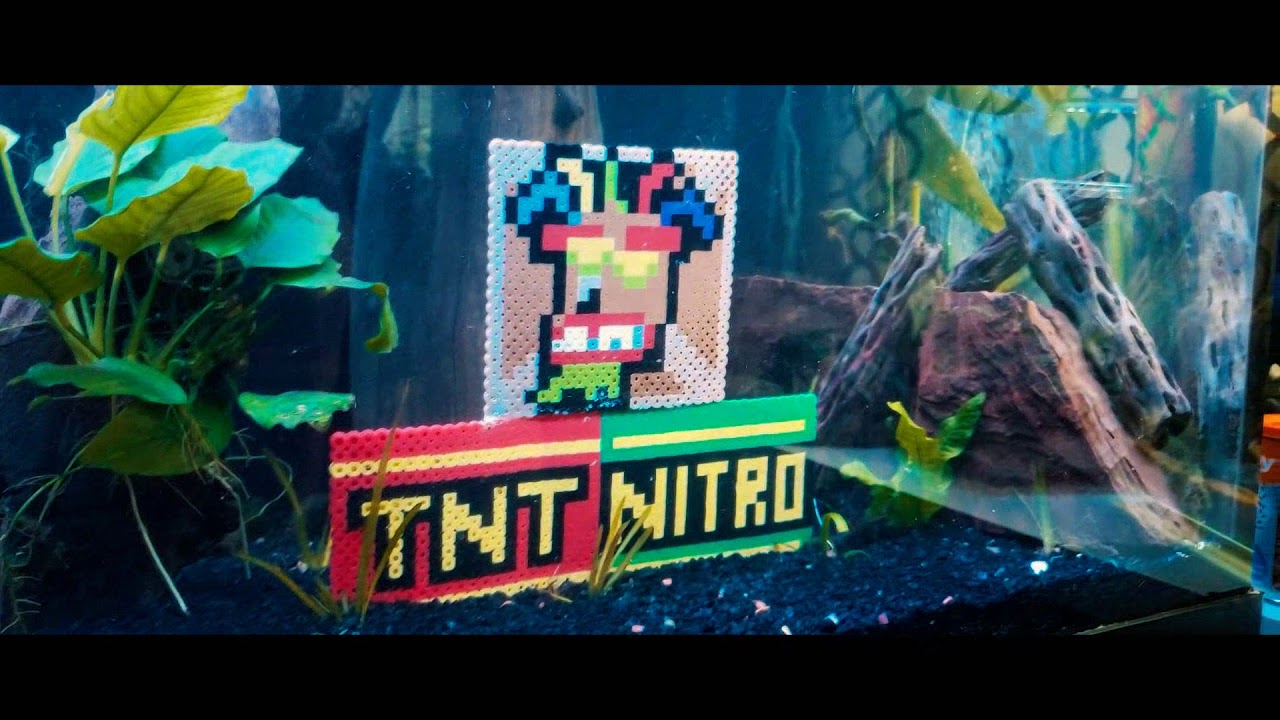 aquarium plants A Sofishticated Bandicoot