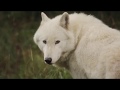 The Trouble With Wolves Official Trailer