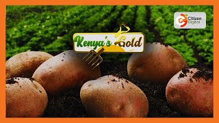 | Kenya's Gold | Ukuzaji wa viazi nchini