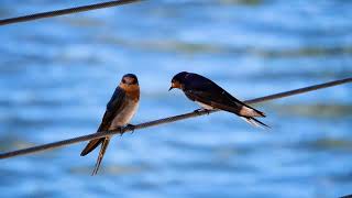 Bird Sounds Spectacular  Morning Bird Song