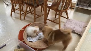 adorable Mimi pomeranian puppy 12 weeks old and playful