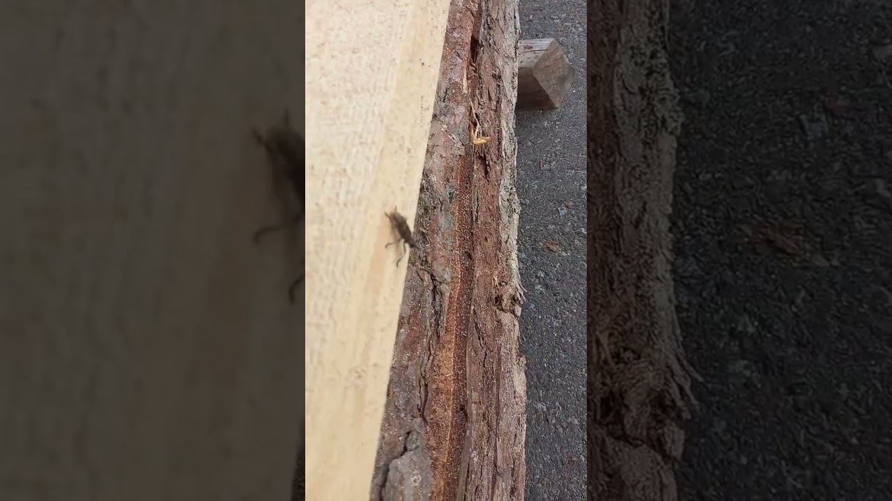 13 июля 2023 жук кароеед усач агресивный сильный жук в поисках коры хо